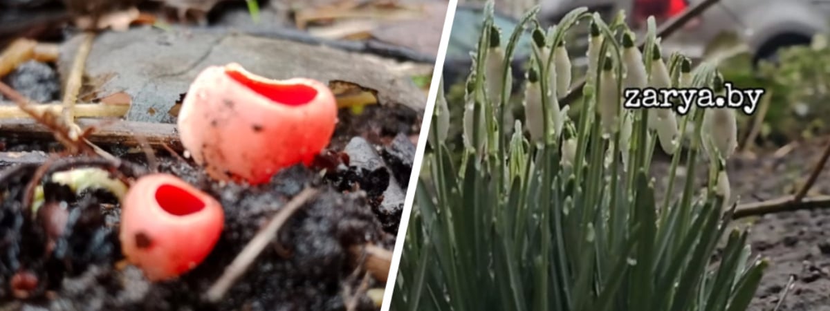 Можно объединить подснежники с грибами, как счит«Я под впечатлением» — В Бобруйске появились первые грибы, а в Бресте – расцвели подснежники — Видео