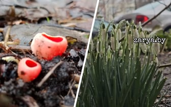 Можно объединить подснежники с грибами, как счит«Я под впечатлением» — В Бобруйске появились первые грибы, а в Бресте – расцвели подснежники — Видео