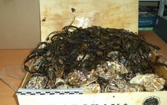 Более 630 кг устриц из Беларуси не попало в рестораны Москвы