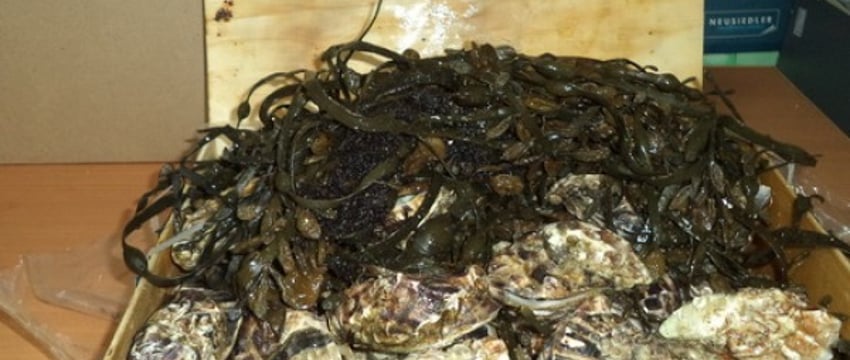 Более 630 кг устриц из Беларуси не попало в рестораны Москвы