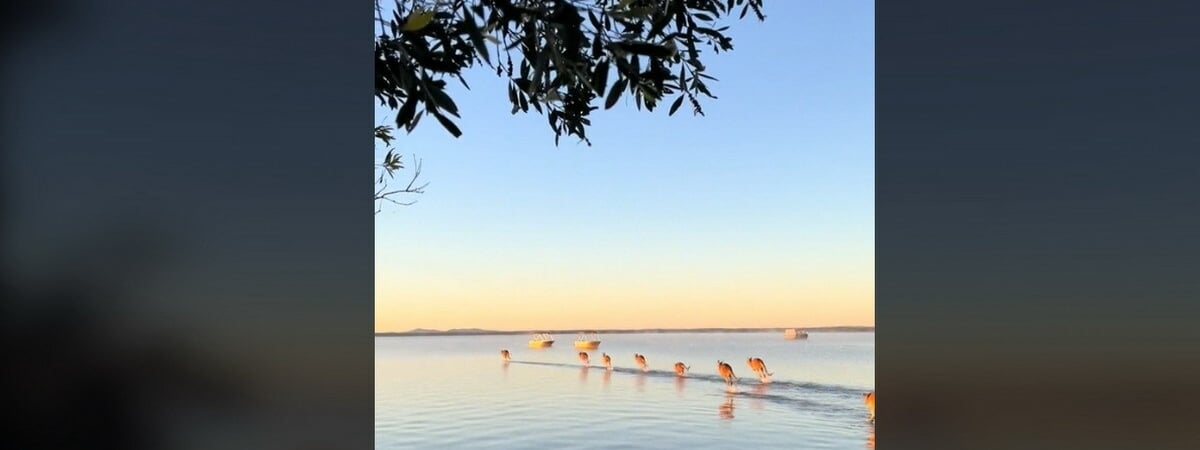 «Могилёвская область или Минское море?» — Больше 1,2 млн просмотров набрал ролик в TikTok о том, как «божьи посланники по воде скачут» — Видео