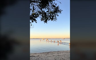 «Могилёвская область или Минское море?» — Больше 1,2 млн просмотров набрал ролик в TikTok о том, как «божьи посланники по воде скачут» — Видео