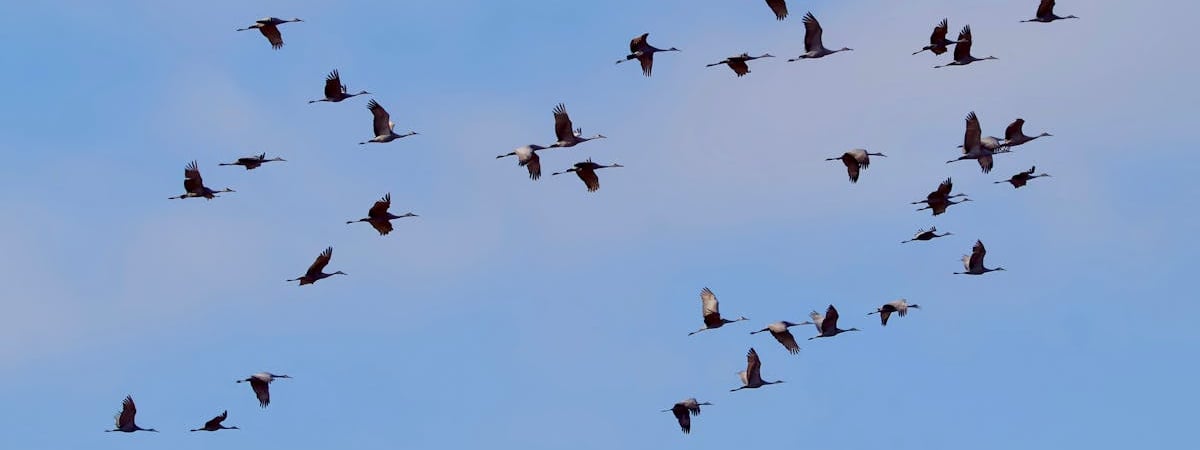 США отложат введение пошлин на товары из Канады на 30 дней