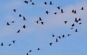 США отложат введение пошлин на товары из Канады на 30 дней