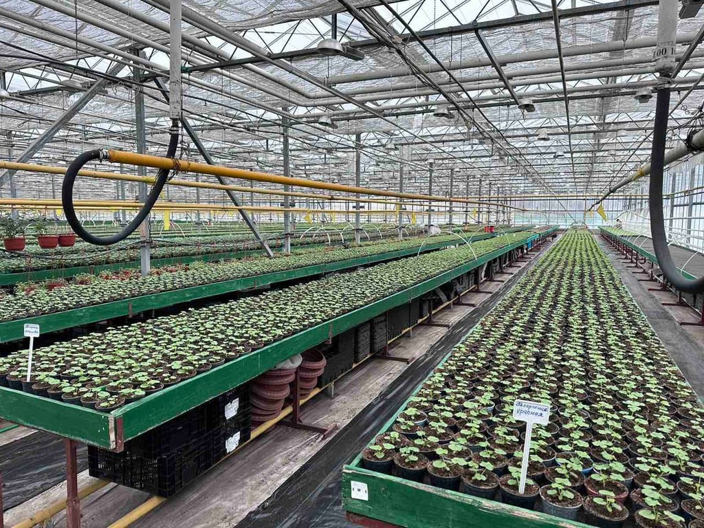 В Бресте планируют высадить более 500 тысяч цветов