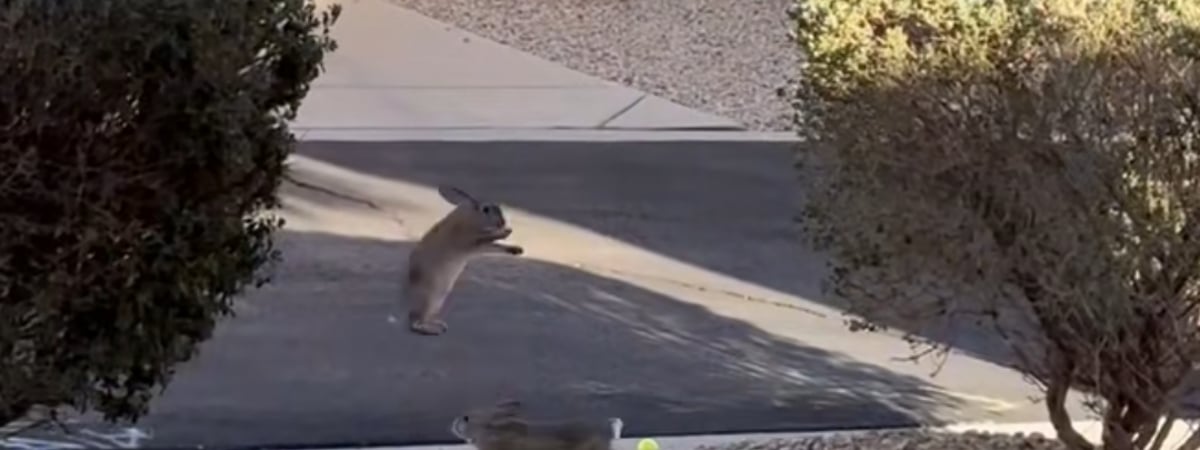 «А долго они так будут?» — Видео с кроликами собрало 26 млн просмотров за двое суток — Видео