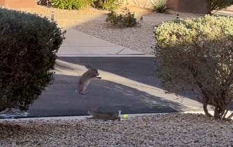 «А долго они так будут?» — Видео с кроликами собрало 26 млн просмотров за двое суток — Видео