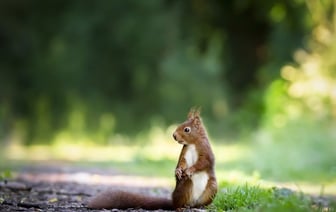 Белоруска приютила дома бельчонка - он оказался бешеным и покусал хозяйку