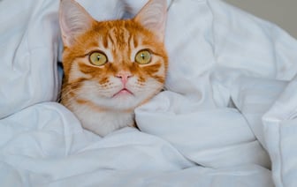 Проводница выбросила из поезда кота – 250 тысяч человек требуют ее уволить