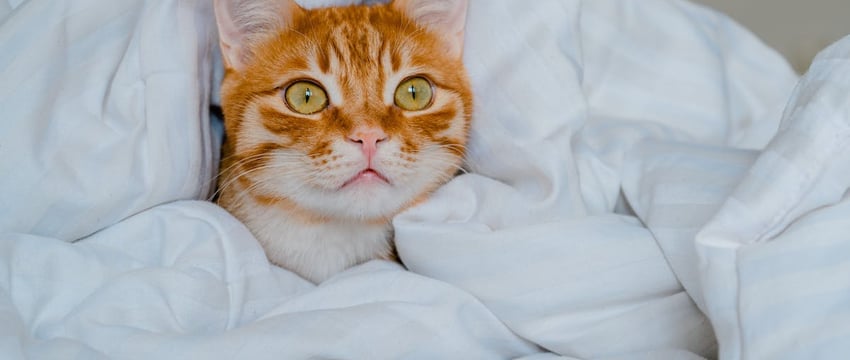 Проводница выбросила из поезда кота – 250 тысяч человек требуют ее уволить