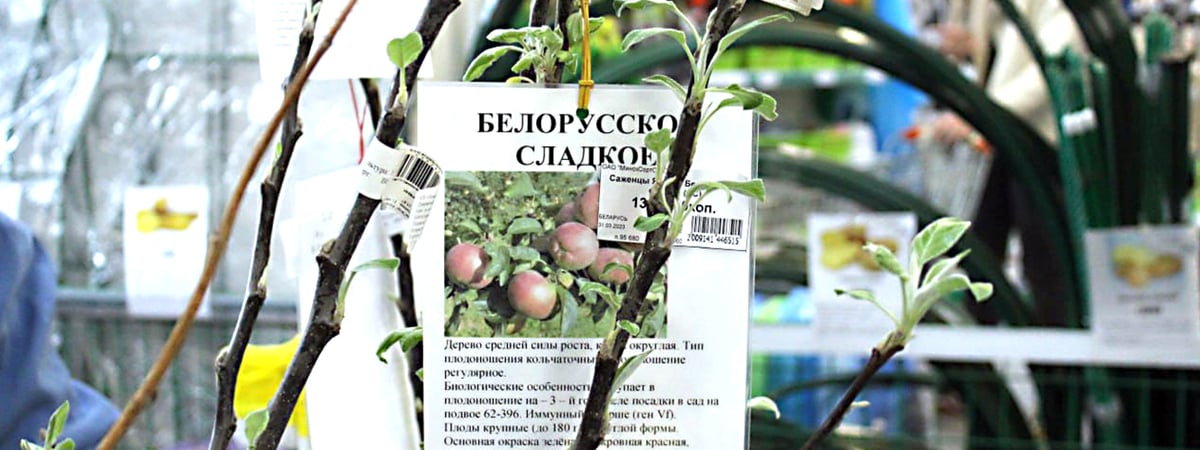 За саженцами — в «Насенне»! Какие деревья здесь можно купить и почем