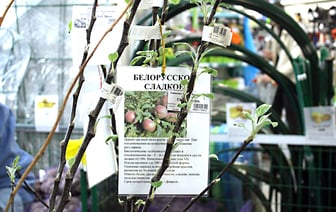 За саженцами — в «Насенне»! Какие деревья здесь можно купить и почем