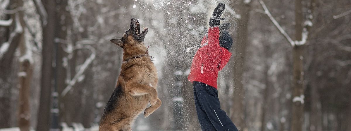 Белорусам запретили говорить это слово своим собакам
