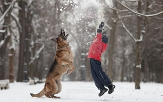 Белорусам запретили говорить это слово своим собакам