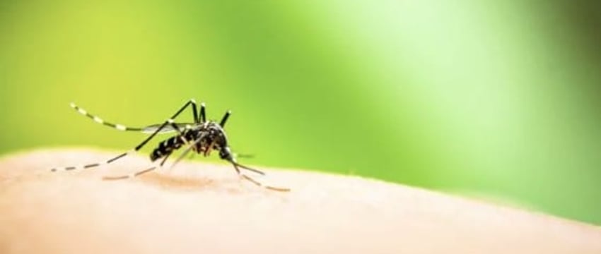 Денге, Болезни, Переносимые Комарами, Растут В Европе Из-За Изменения Климата