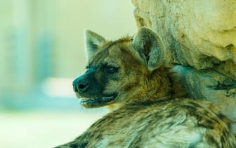 Лукашенко хочет наделить глав райисполкомов полномочиями назначать руководителей частных структур