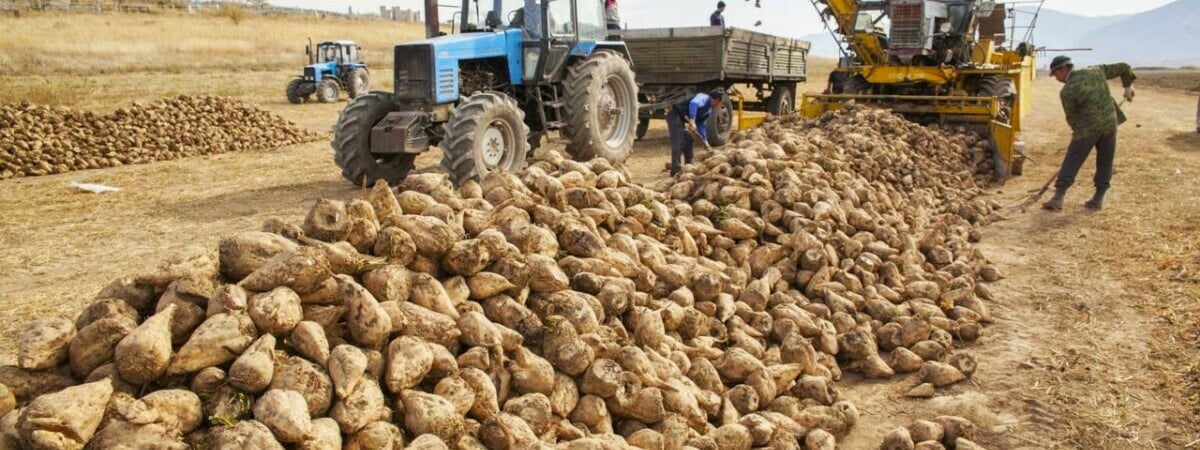 КГК предложил пожаловаться на закупку сельхозпродукции у белорусов. Когда звонить?