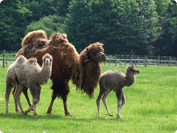 Сколько длится самая длинная беременность у животных