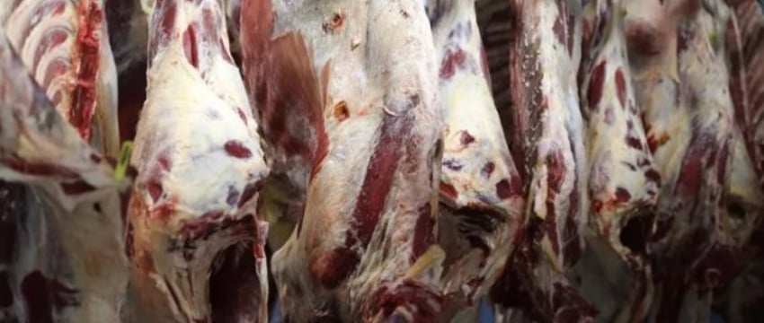 Расследование: мясо из скотомогильников, отмывка с помощью Fairy и сода