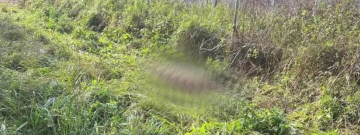 На границе с Литвой погиб лось. Животное запуталось в колючей проволоке