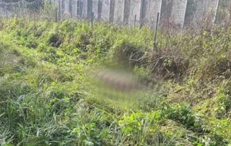 На границе с Литвой погиб лось. Животное запуталось в колючей проволоке