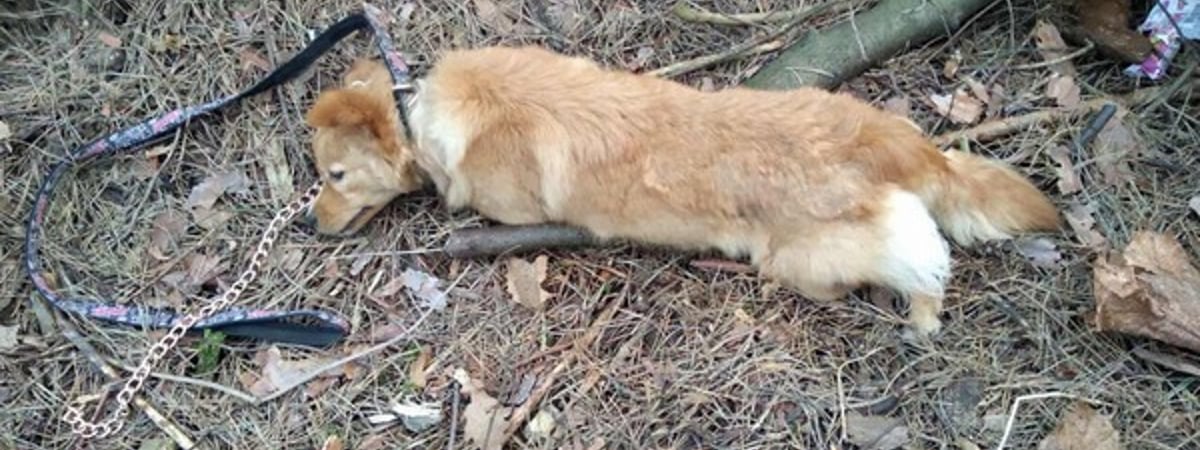 В Борисове мужчина отрезал собаке… уши