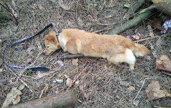 В Борисове мужчина отрезал собаке… уши