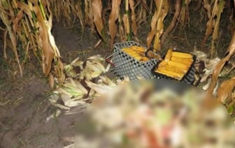 Охотник застрелил односельчанина в кукурузе под Микашевичами