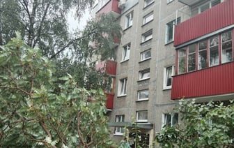 На выходных в Бресте упало 6 деревьев
