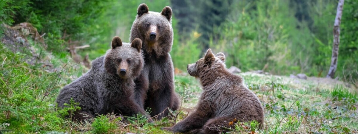 «Крик из фильма ужасов» — Белоруска нарвалась в лесу на 3 медведей сразу. Что было дальше?