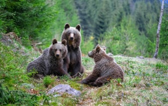 «Крик из фильма ужасов» — Белоруска нарвалась в лесу на 3 медведей сразу. Что было дальше?