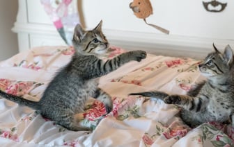 Чипирование кошек и собак не станет обязательным