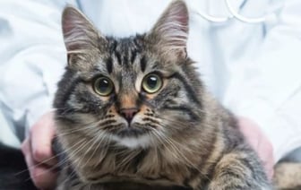 В одной из ветклиник Беларуси цены на лекарства завышали на 4000%