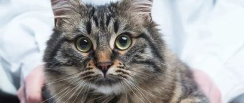 В одной из ветклиник Беларуси цены на лекарства завышали на 4000%