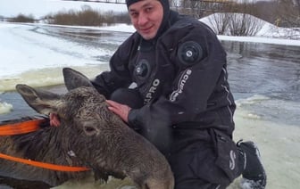 В Гомельской области спасли лосиху