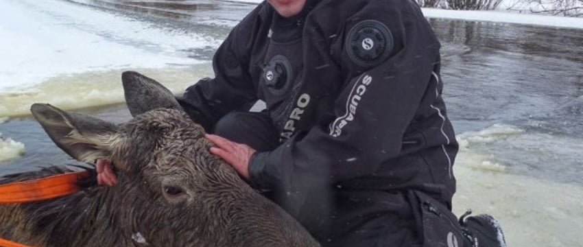 В Гомельской области спасли лосиху