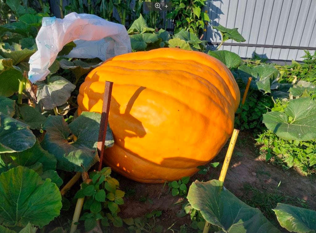 Белорус вырастил царь-тыкву весом 315 килограммов