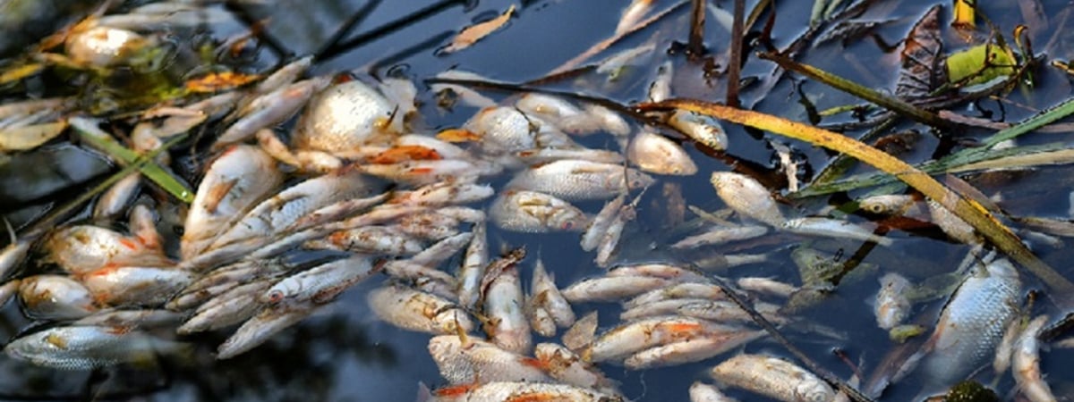 Специалисты рассказали, куда обращаться рыбакам, если они увидели замор