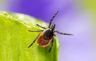 Свыше полутора тысяч человек, пострадавших от клещей, обратились в медучреждения Витебска и Витебского района с начала сезона