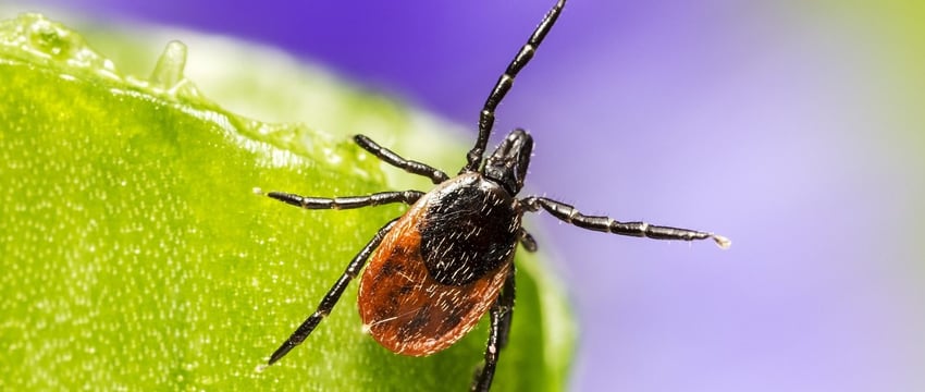 Свыше полутора тысяч человек, пострадавших от клещей, обратились в медучреждения Витебска и Витебского района с начала сезона