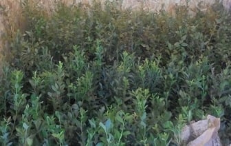 Из Беларуси в Россию не пропустили партию саженцев голубики