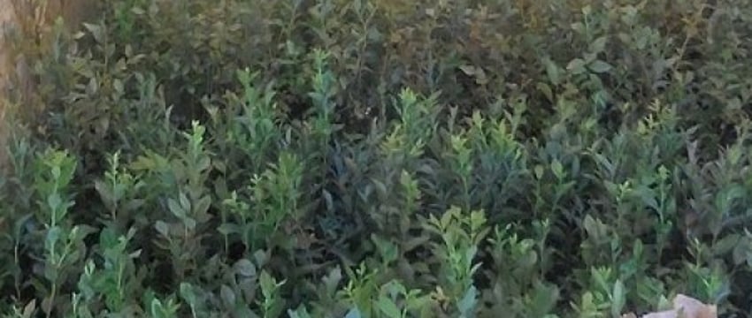 Из Беларуси в Россию не пропустили партию саженцев голубики