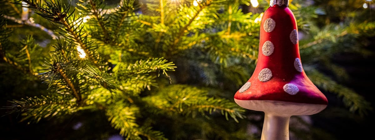 Этот соус из лисичек с курицей превратит макароны в деликатес. Как приготовить? — Полезно