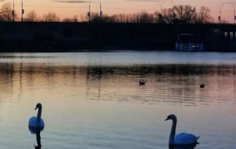 Как брестчане ради забавы губят благородных птиц