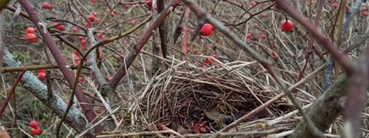 Какой будет погода в рождественские выходные