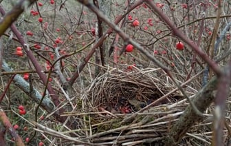 Какой будет погода в рождественские выходные