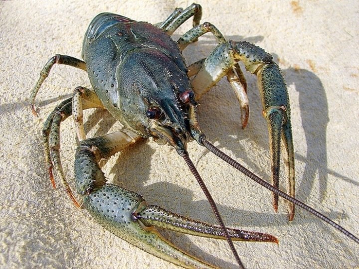 Фото из открытых источников (иллюстративное)