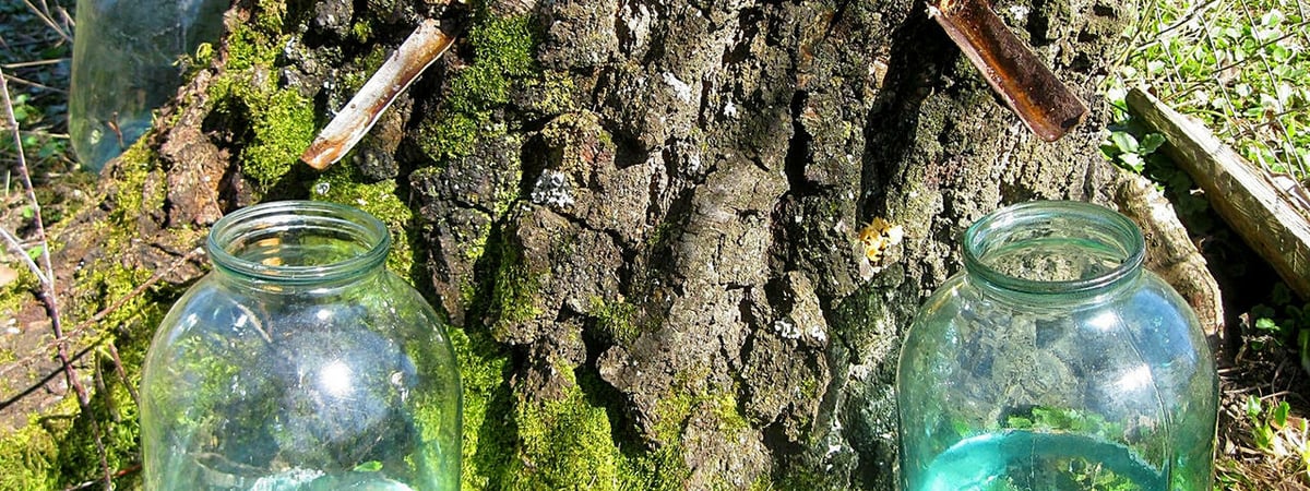 Штраф до 20 тысяч рублей. Минлесхоз рассказал белорусам, как правильно собирать березовый сок — Полезно