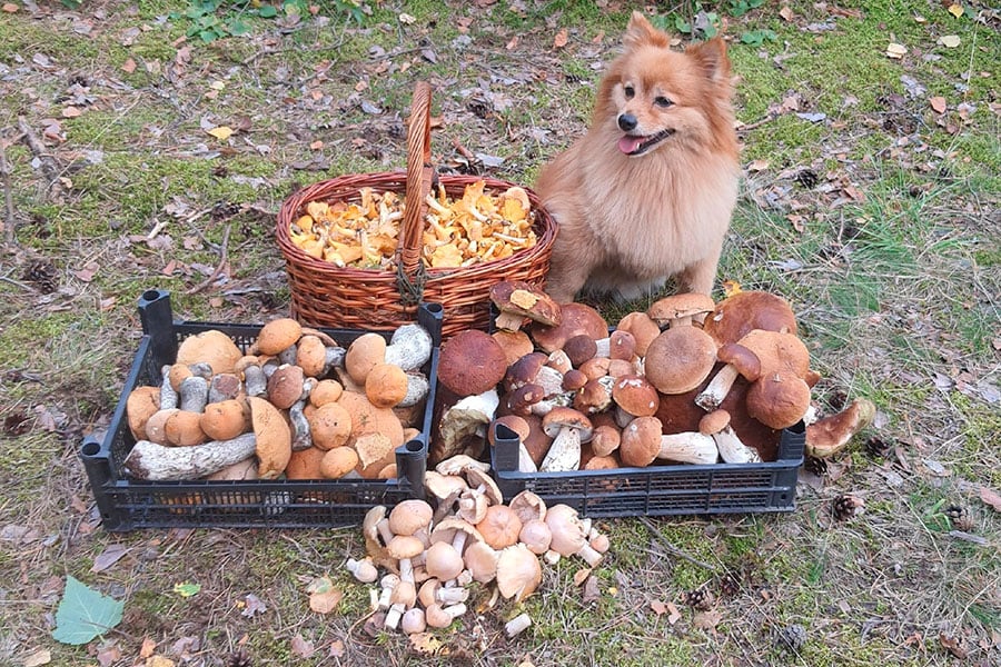 В Беларуси продолжается грибная лихорадка – вот новые фотозаявки на рекорд