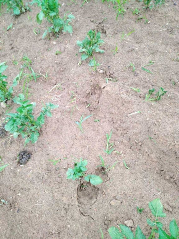 Бежали из леса втроем как ошпаренные. В Борисовском районе медведи начали выходить к людям